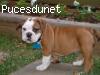 magnifique chiot type bouledogue anglais
