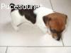 magnifique chiot type jack russel
