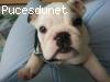 bouledogue anglais