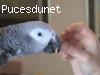 magnifique perroquet gris du Gabon