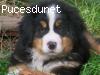 Chiot mâle bouvier bernois lof