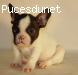 femelle chiot bouledogue fran�ais LOF