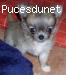 chiot femelle type chihuahua poil long