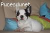 adorable chiot male bouledogue fran�ais