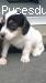 Chiot m�le jack russel Lof