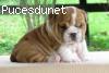 magnifique chiot type bouledogue anglais femelle